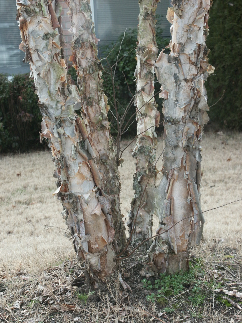 River Birch Trunks Catching And Holding Water Walter Reeves The Georgia Gardener