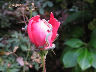 Rose European Sawfly 
