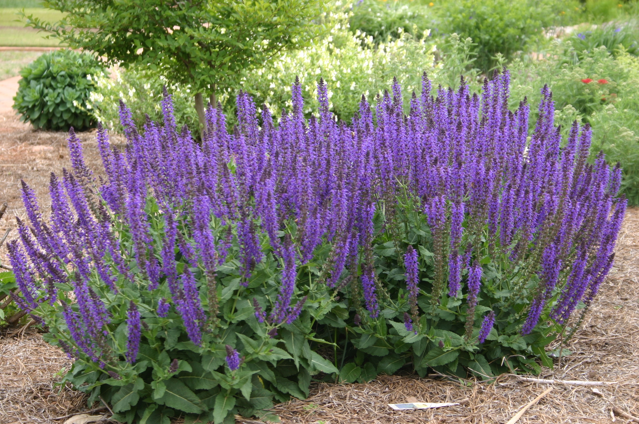 Image of Salvia amaryllis companion plant