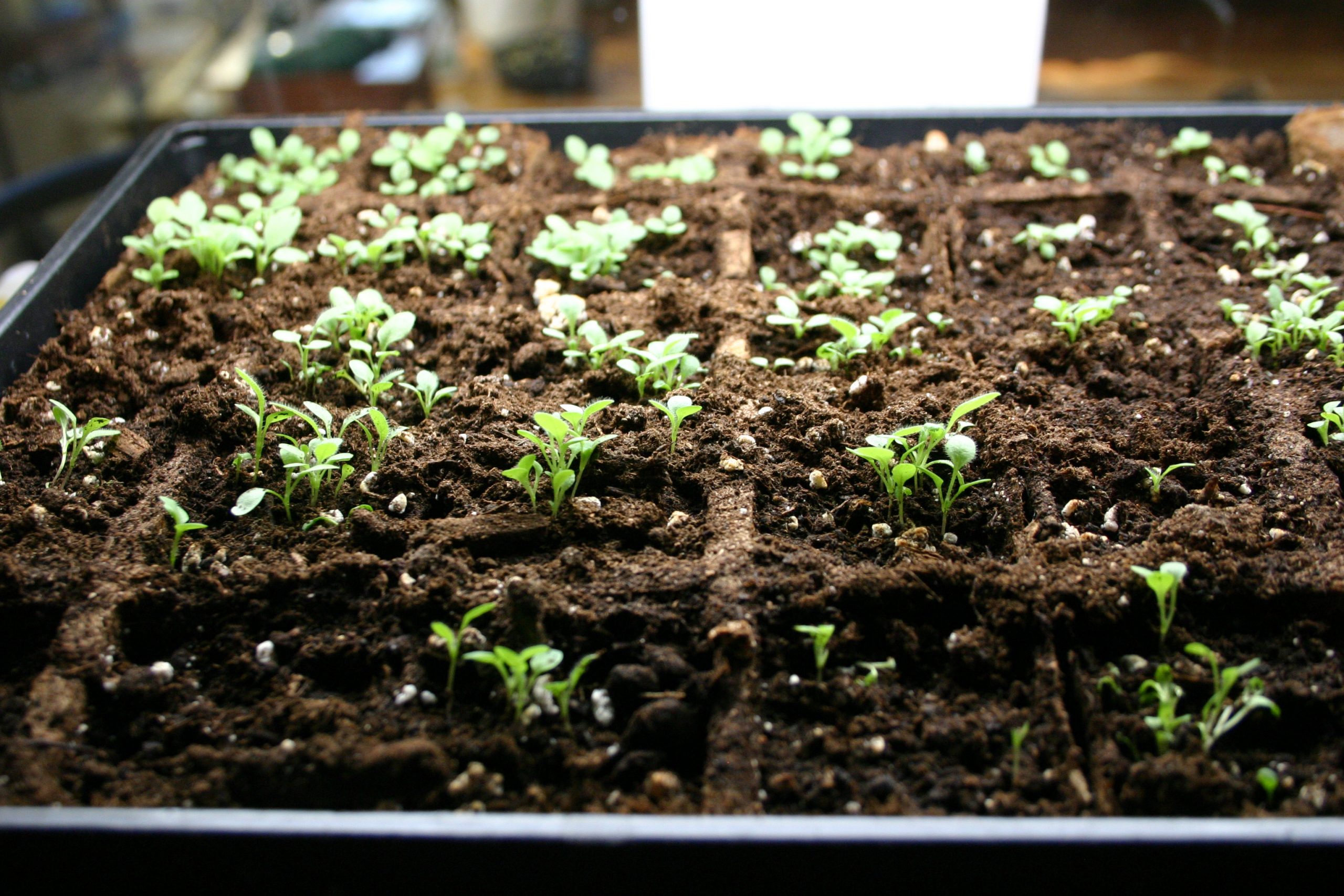 Microgreens – Growing 