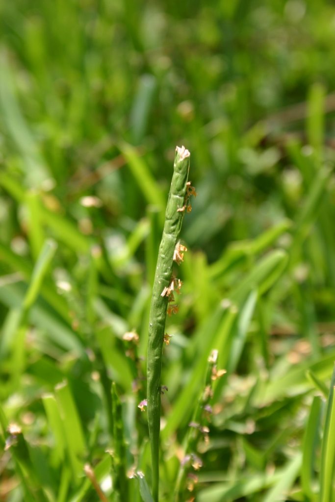 centipedegrass-vs-st-augustine-grass-walter-reeves-the-georgia-gardener