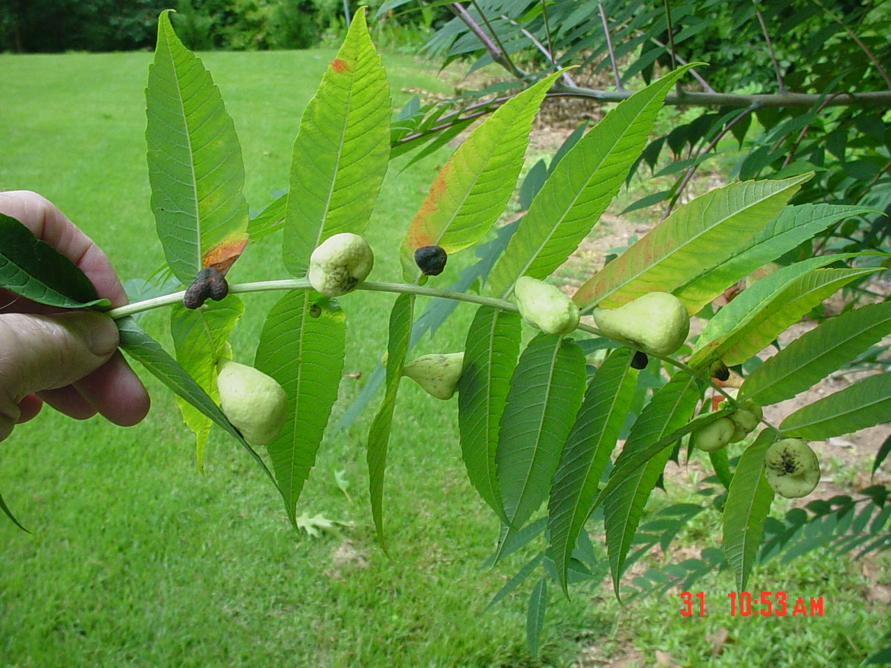 Sumac Gall Identification Walter Reeves The Georgia Gardener