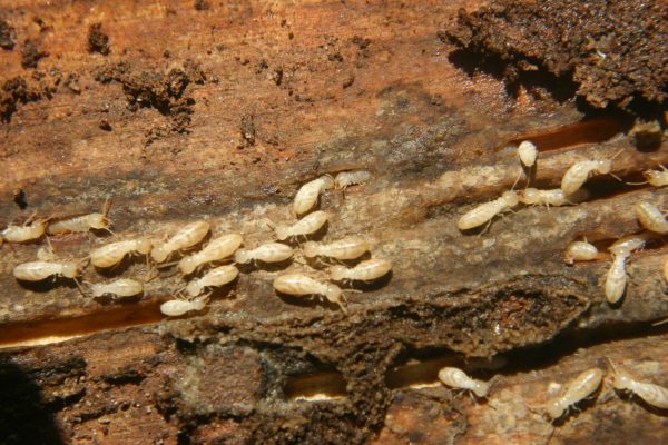 Termite – Identification | Walter Reeves: The Georgia Gardener