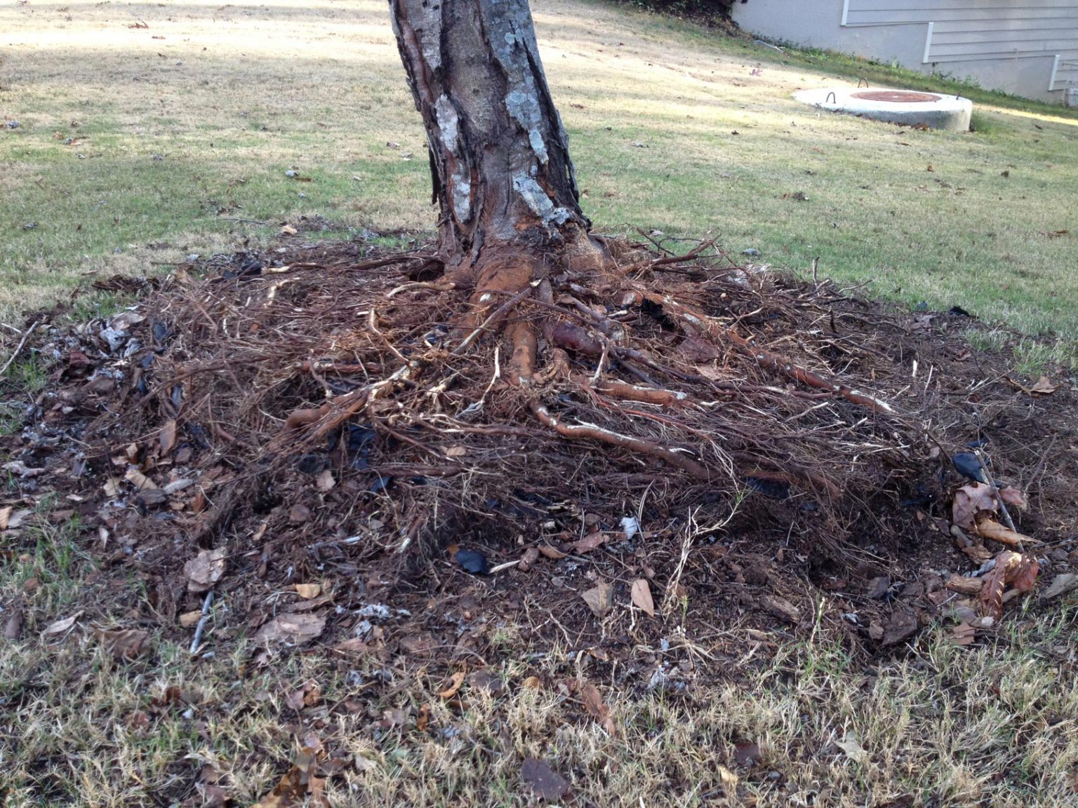 Tree Roots Remove Retaining Wall Walter Reeves The Gardener