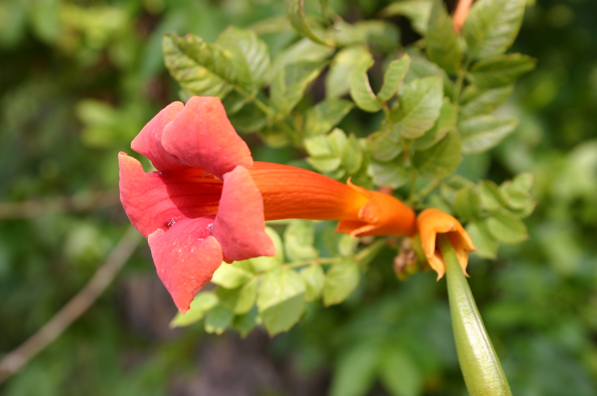 Trumpet creeper Definition & Meaning - Merriam-Webster