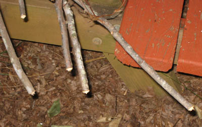 Twig Girdlers and Twig Pruners on Trees