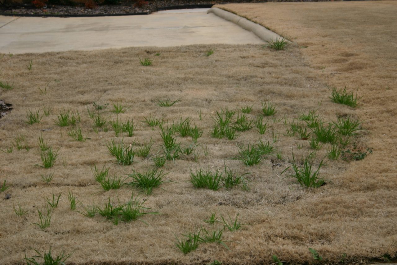 Bermuda Grass Walter Reeves The Georgia Gardener 3858