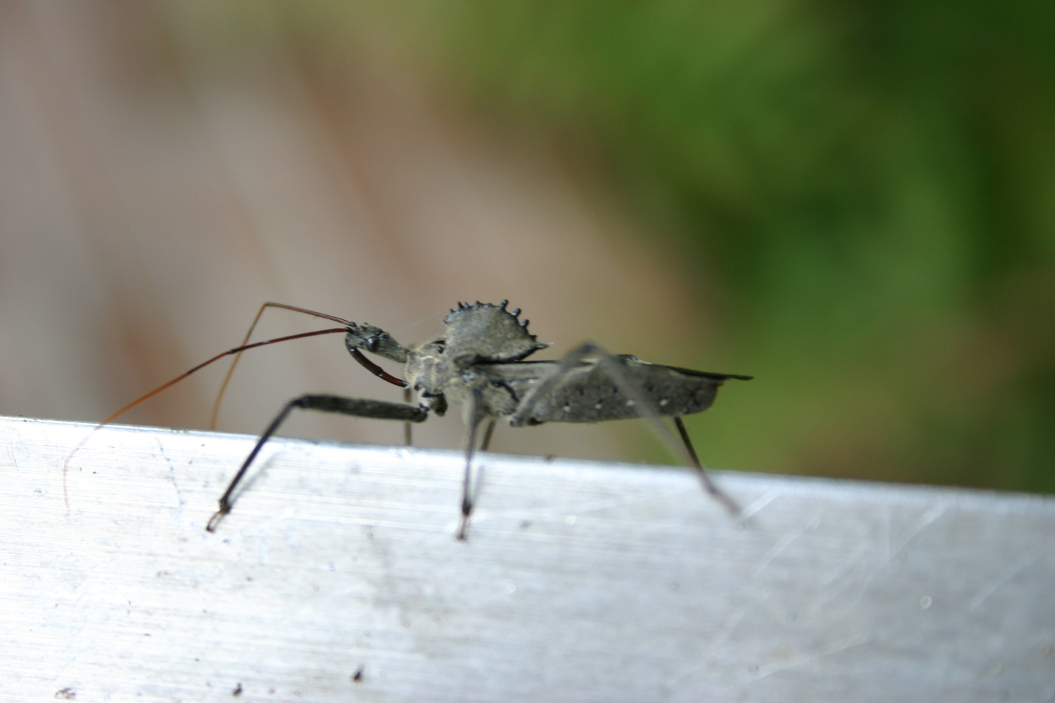 Kissing Bug No Danger To Georgians Walter Reeves The Georgia Gardener 1077