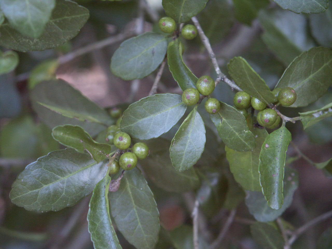 Yaupon Holly Make Tea From Leaves Walter Reeves The Georgia Gardener