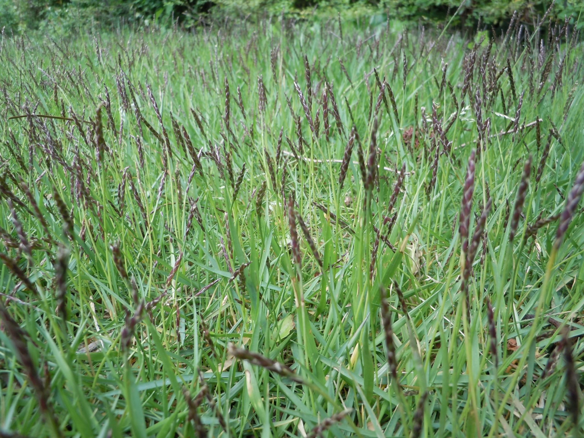 Paspalum grass for lawn | Walter Reeves: The Georgia Gardener