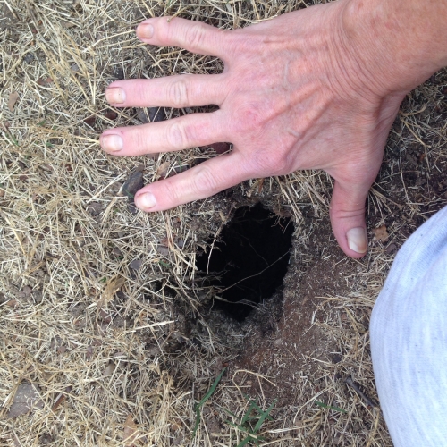 Diagnosing (Identifying) Holes in the Yard | Walter Reeves: The Georgia ...