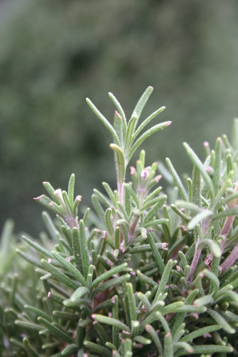 Rosemary Yellow Leaves Walter Reeves The Georgia Gardener