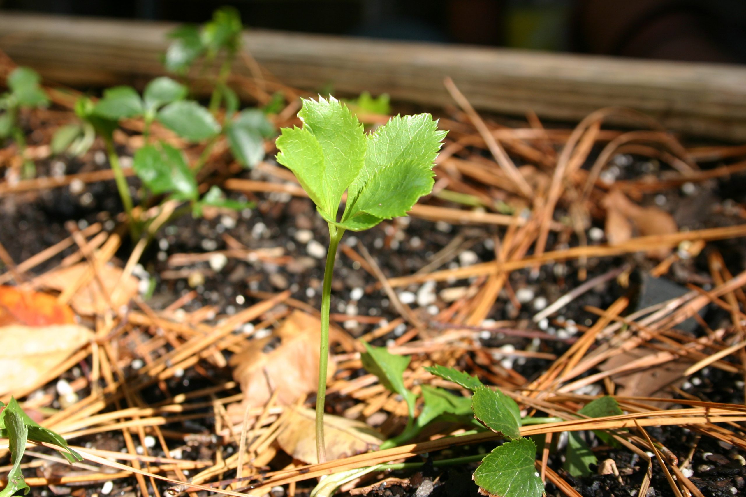 seedlings-around-lenten-roses-walter-reeves-the-georgia-gardener