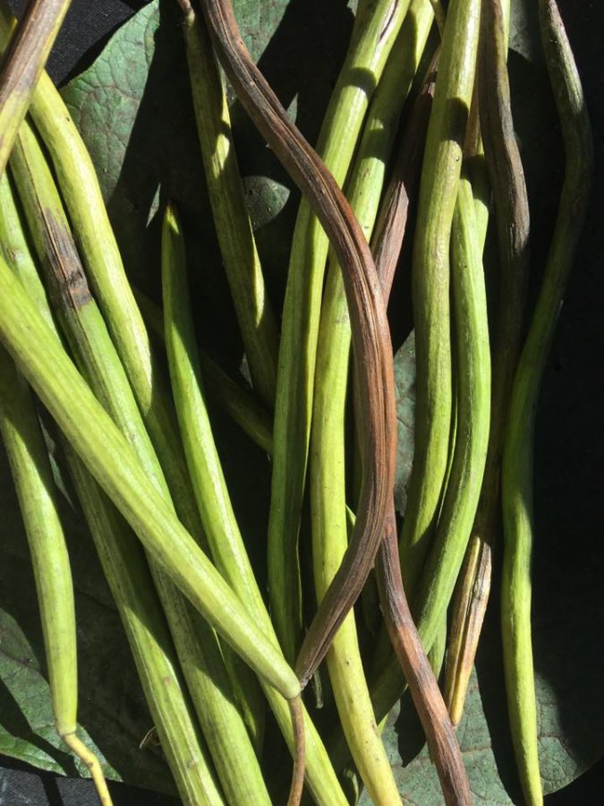 tree-of-the-month-indian-bean-tree-westbury-windows-and-joinery