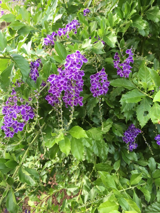 Purple Flowering Shrub 