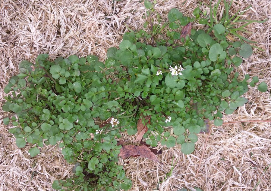 Lawn weed | Walter Reeves: The Georgia Gardener