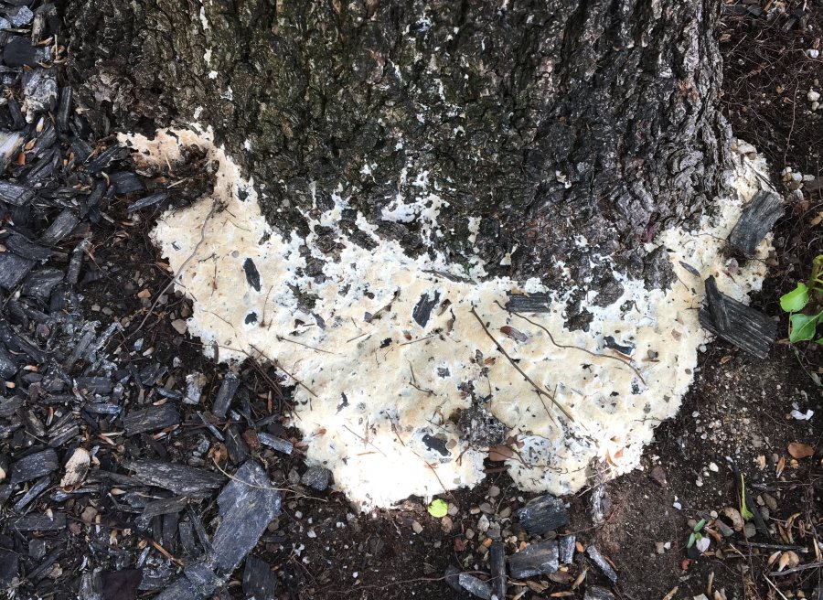 white-is-this-white-substance-growing-on-my-tree-trunk-walter-reeves