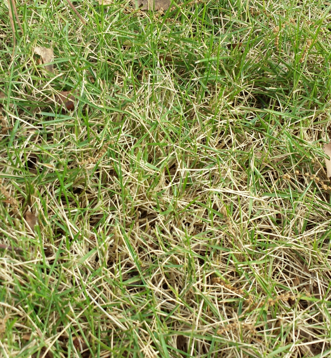 shade-grass-walter-reeves-the-georgia-gardener