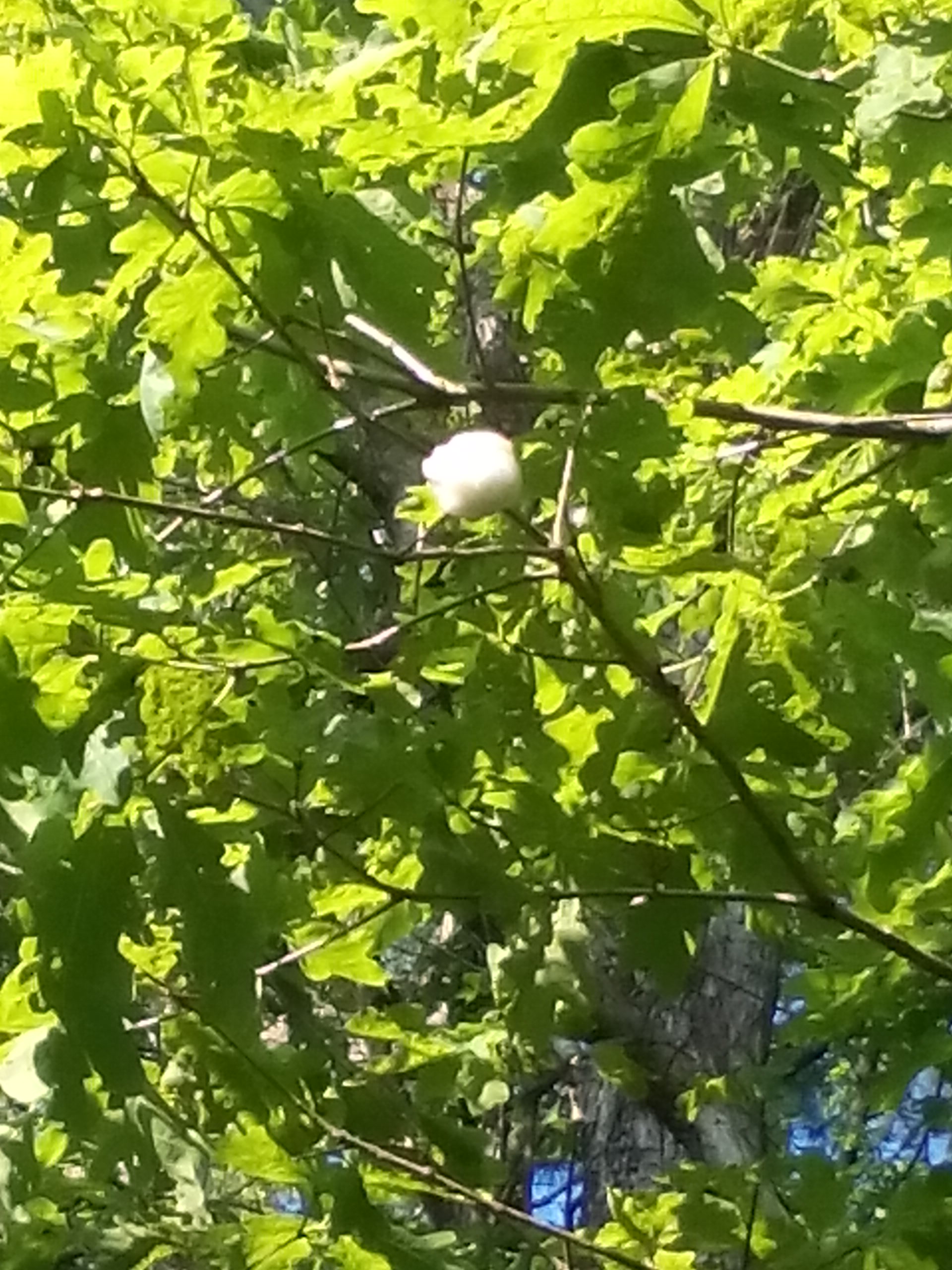 seed-ball-in-odd-place-walter-reeves-the-georgia-gardener