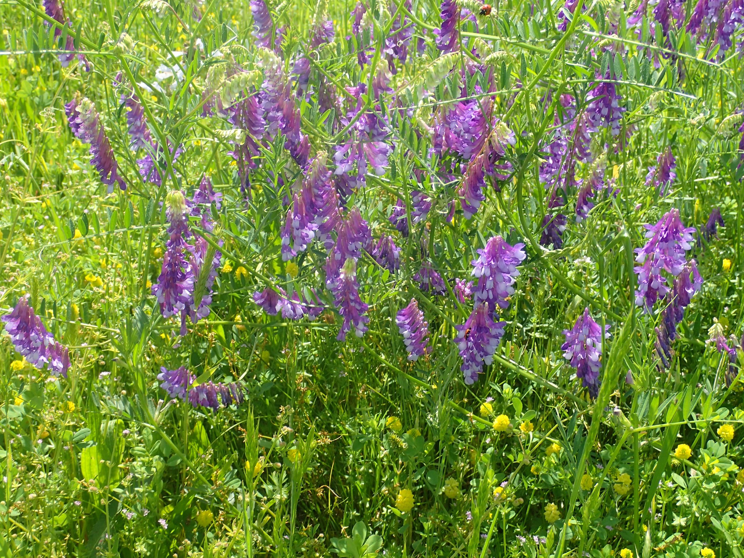 Wild purple flowers - Hopsterling