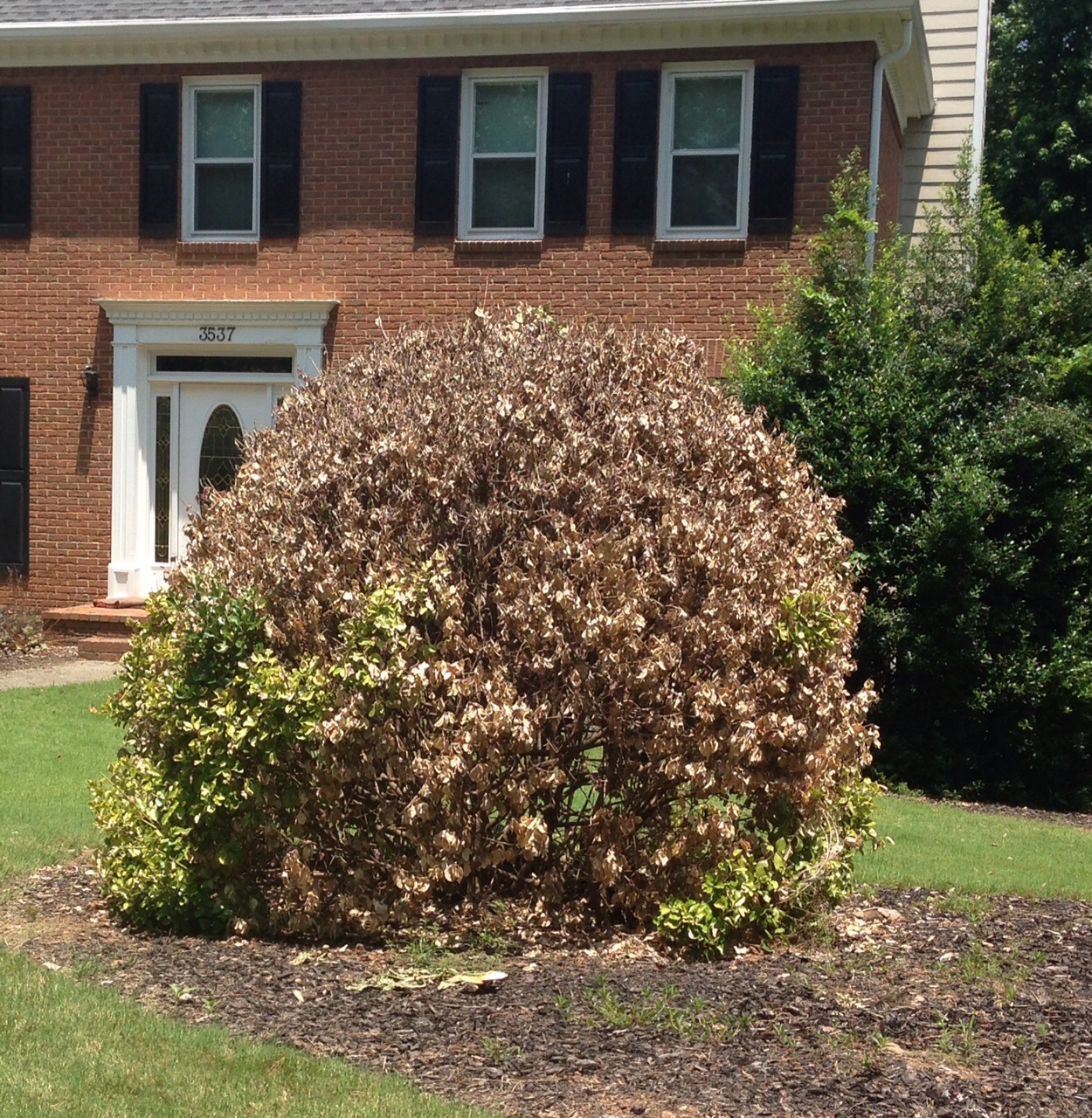 Rapidly Dying Shrub Walter Reeves The Georgia Gardener