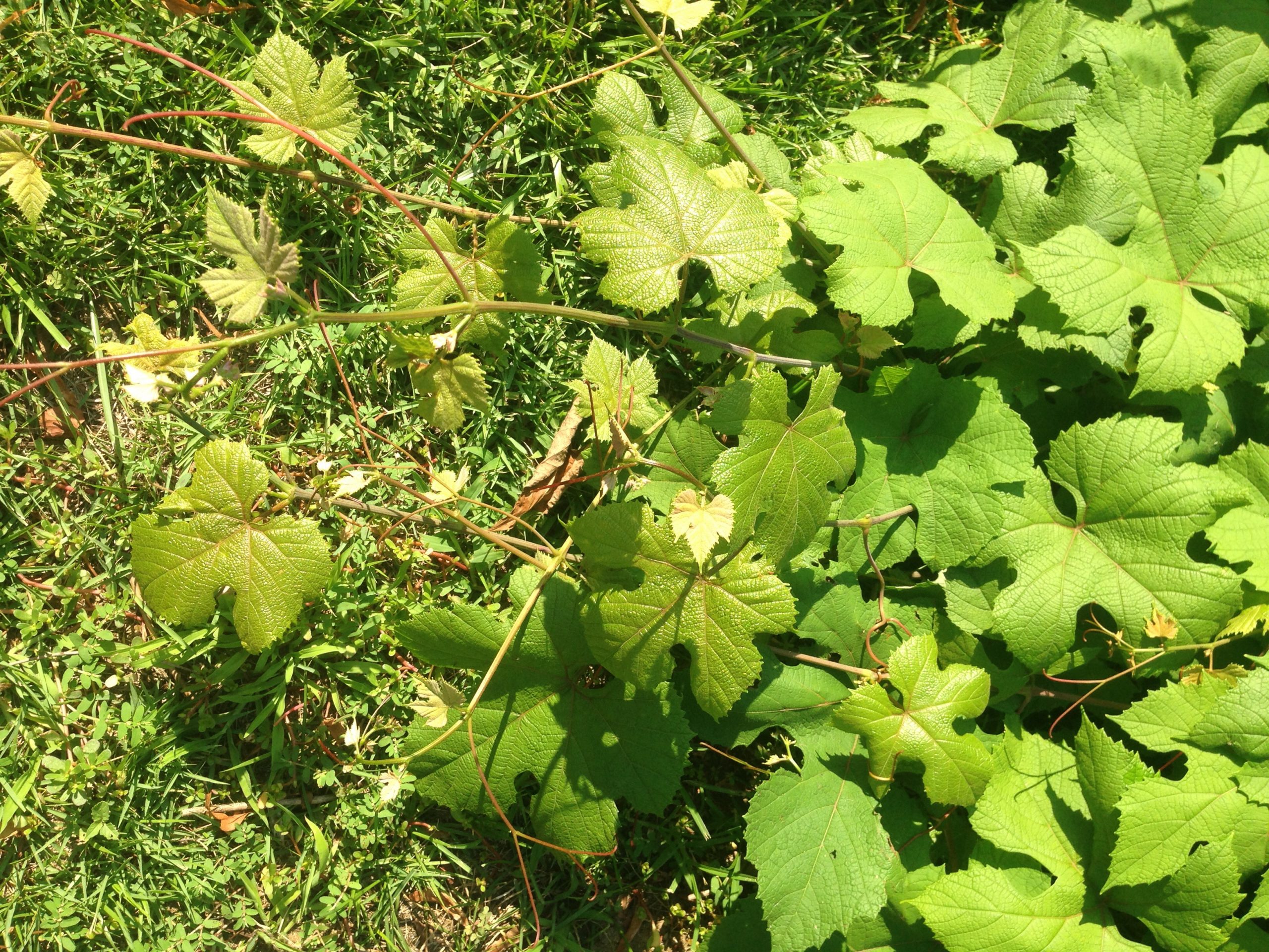 Invasive Fast Growing Vineplant Walter Reeves The Georgia Gardener 8149