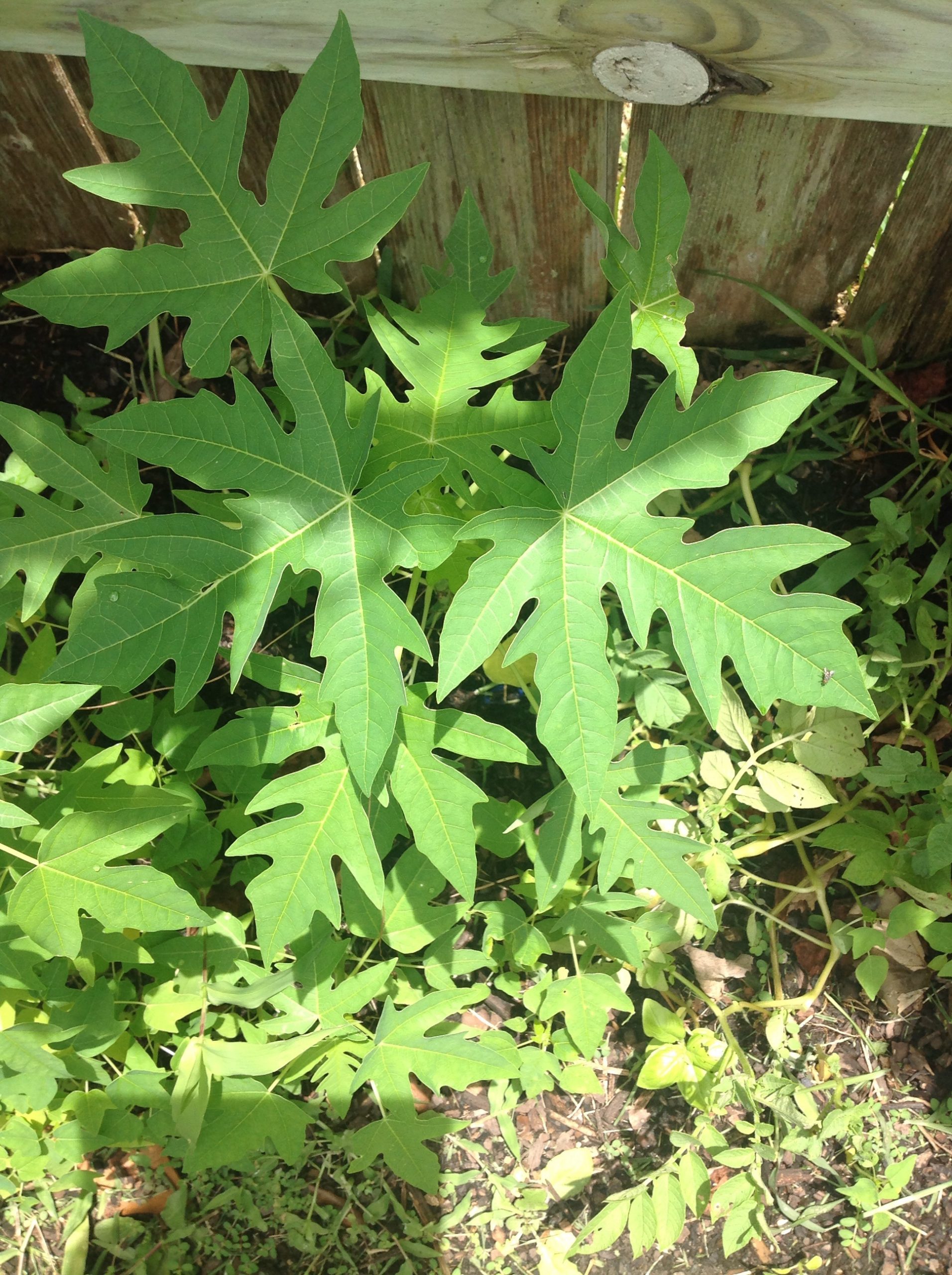 Green Leafy bitter tasting plant | Walter Reeves: The Georgia Gardener