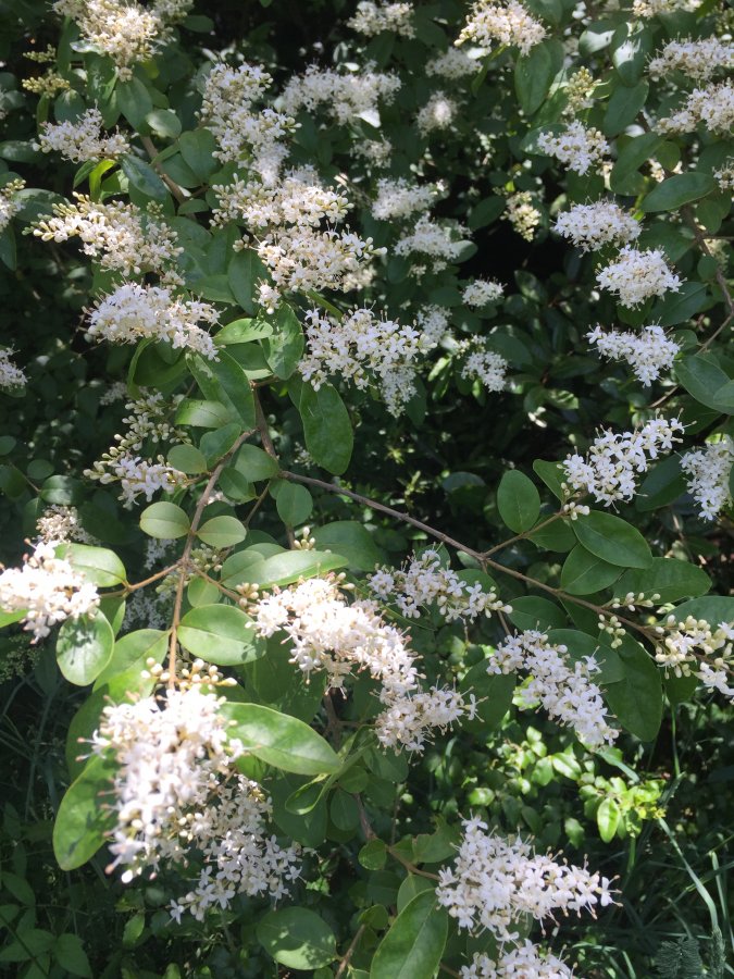 Sweet smelling shrub! | Walter Reeves: The Georgia Gardener