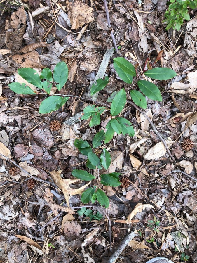 Are these holly seedlings? | Walter Reeves: The Georgia Gardener