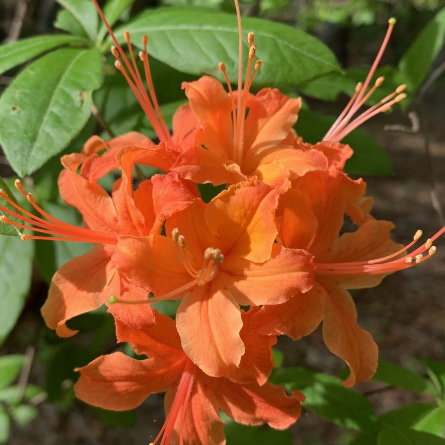 Azalea/Honeysuckle blossom tree | Walter Reeves: The Georgia Gardener