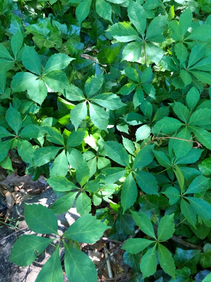 is this poison oak? | Walter Reeves: The Georgia Gardener