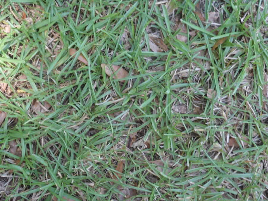 Grass – What Type is It? | Walter Reeves: The Georgia Gardener