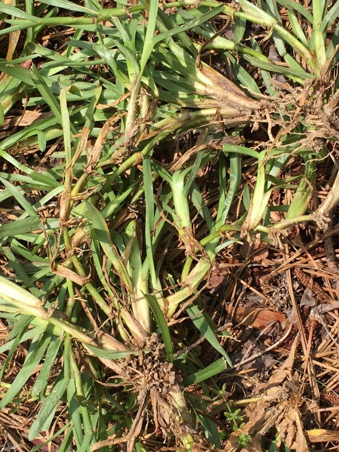 What Invasive Grass Is This Walter Reeves The Georgia Gardener