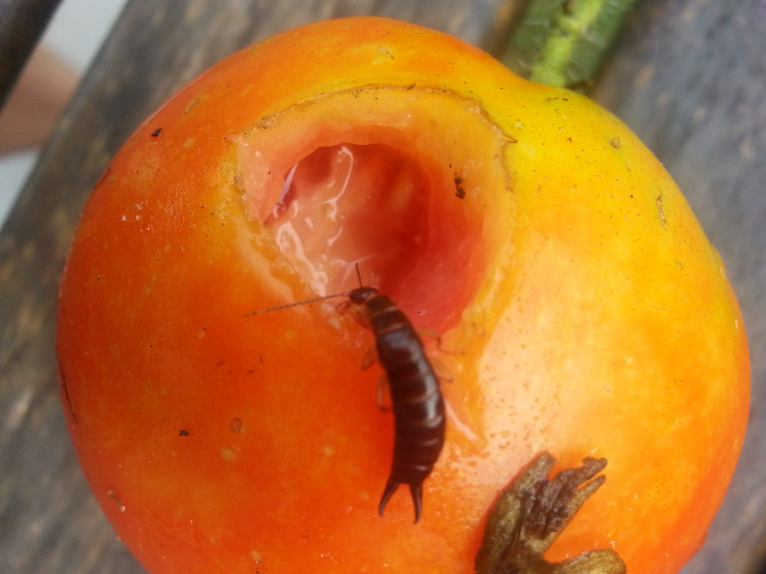 tomato bug damage