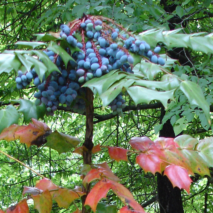 Plants with Berries  Top Trees & Shrubs with Colorful Berries