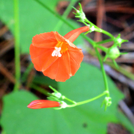 cardinal climber and its cousins, annual vines that are hummingbird  favorites - A Way To Garden