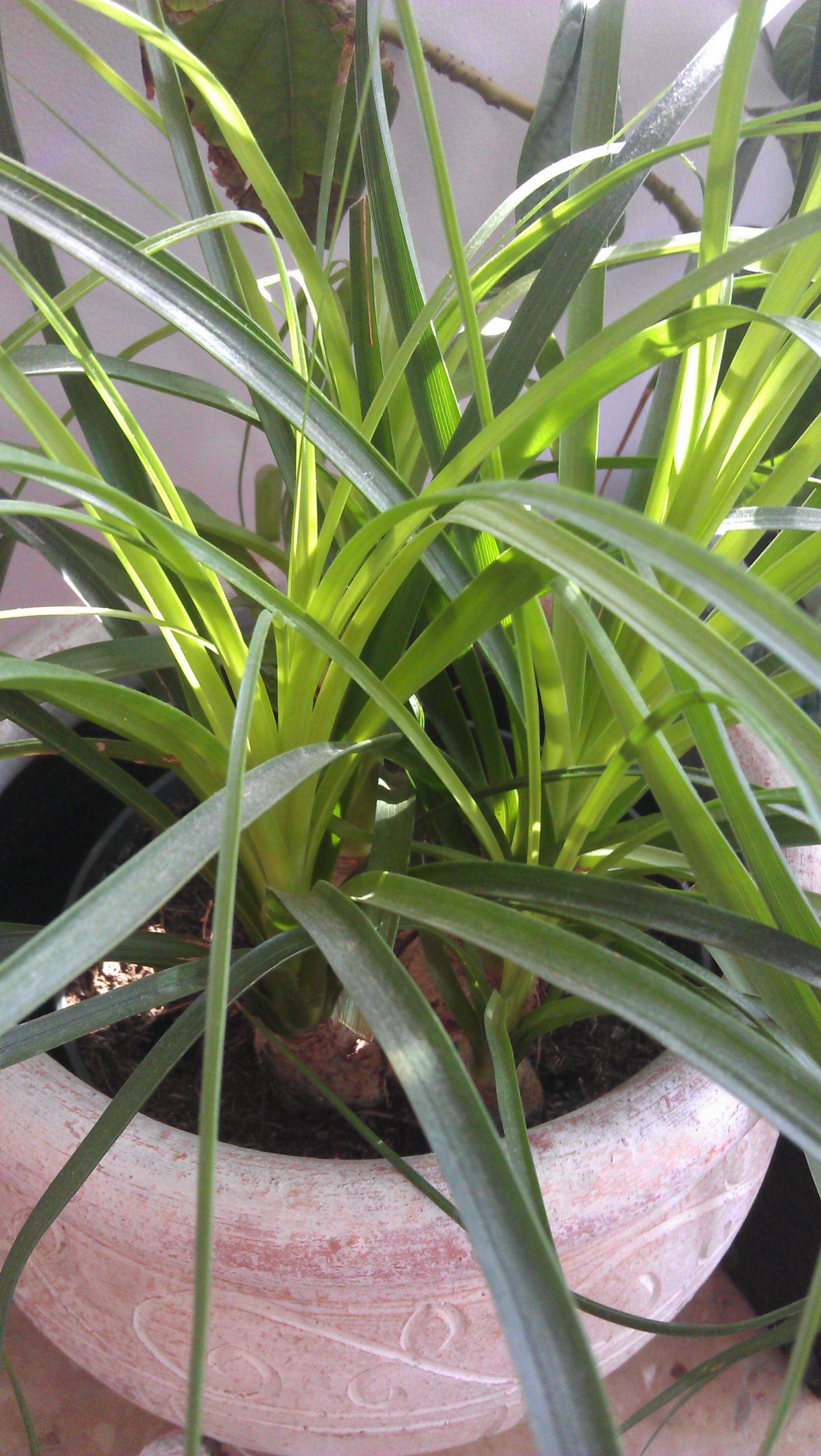 Does Spider Plant Like Humidity