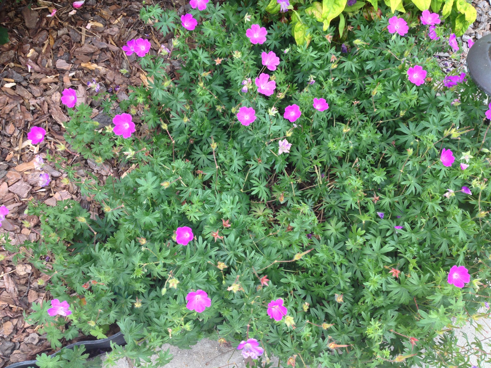 Purple Flowers On Plant That Spreads Walter Reeves The Georgia Gardener