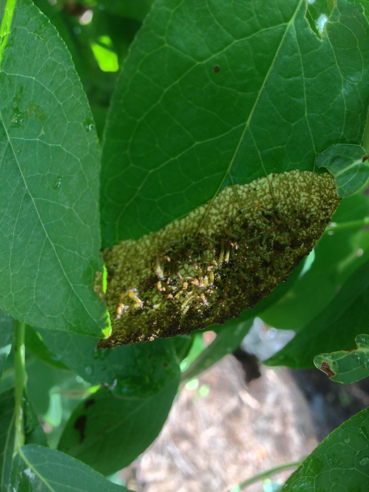 Blueberry bugs/worms? Walter Reeves The Gardener