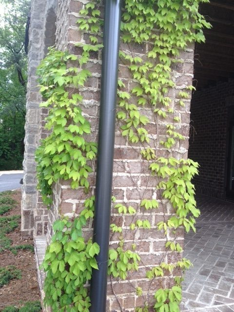 Climbing Vine Walter Reeves The Georgia Gardener