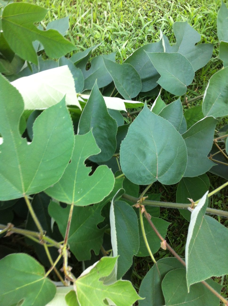 Doodlebug – Identification  Walter Reeves: The Georgia Gardener