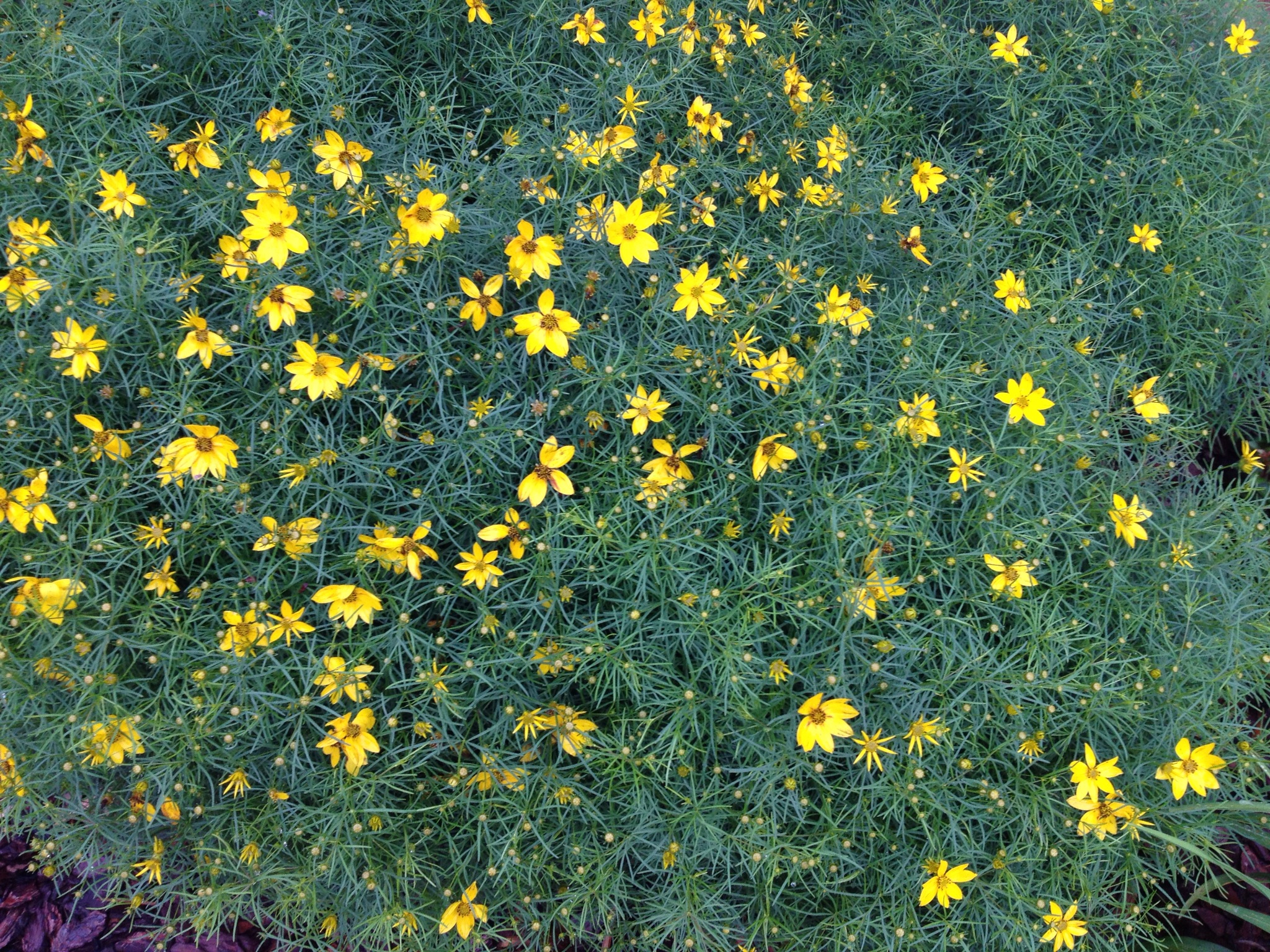 Tiny yellow flowers on fern-like folage | Walter Reeves: The Georgia