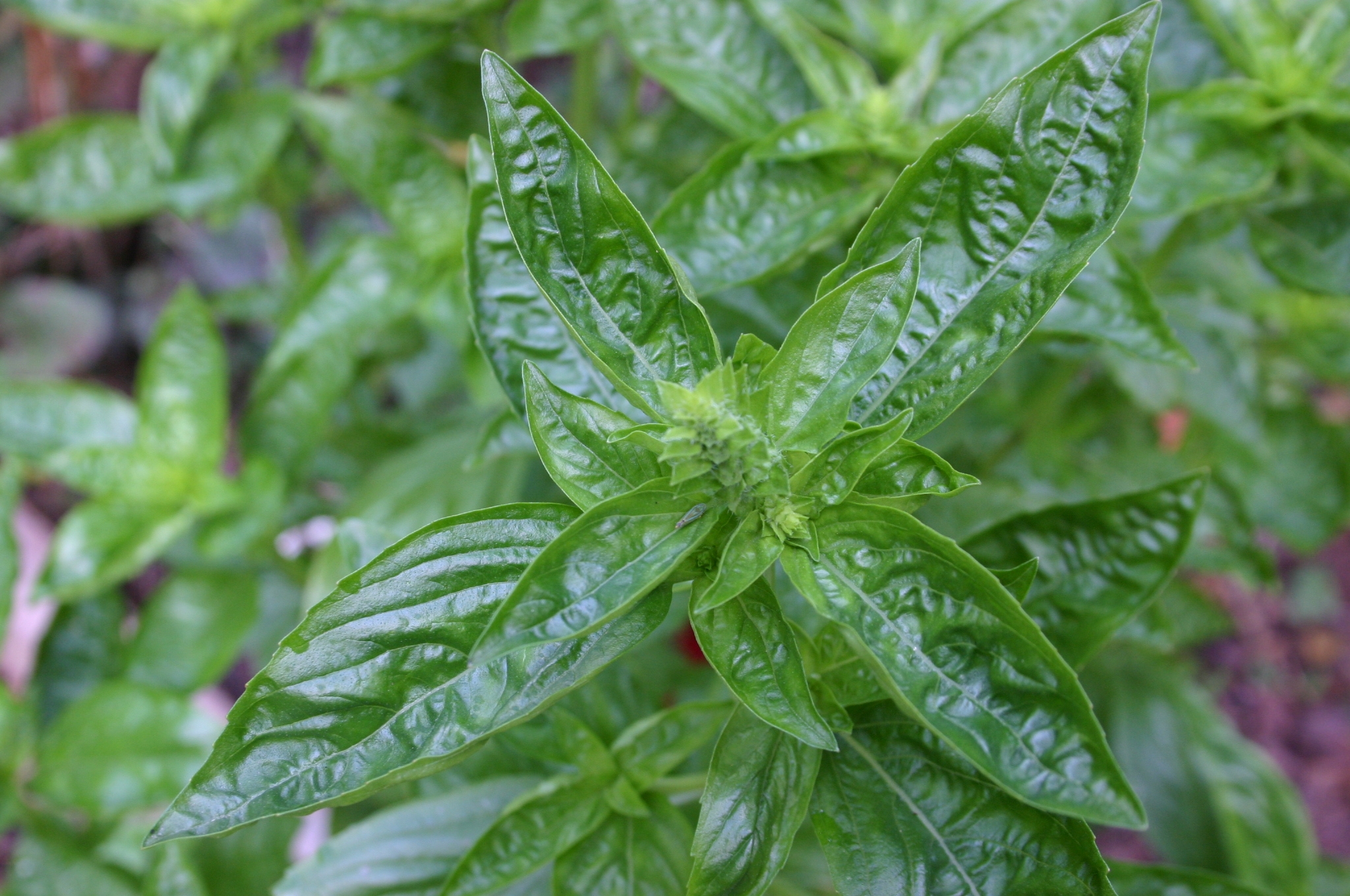 My Sweet Basil Tastes Bitter Walter Reeves The Georgia Gardener