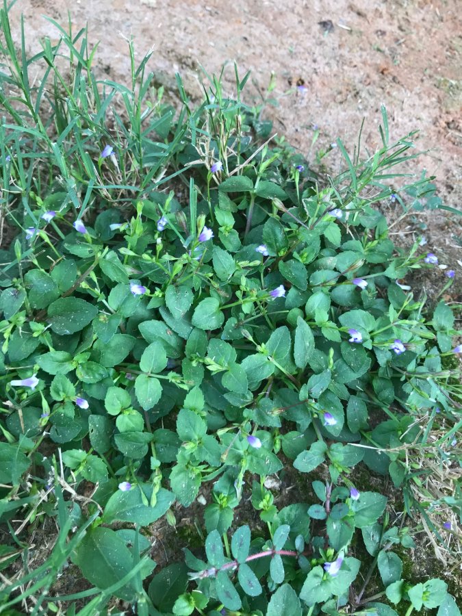 Georgia Weed Identification Walter Reeves The Georgia Gardener