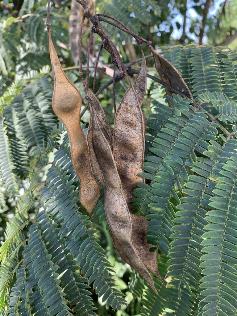 Fig Tree – Flowers | Walter Reeves: The Georgia Gardener