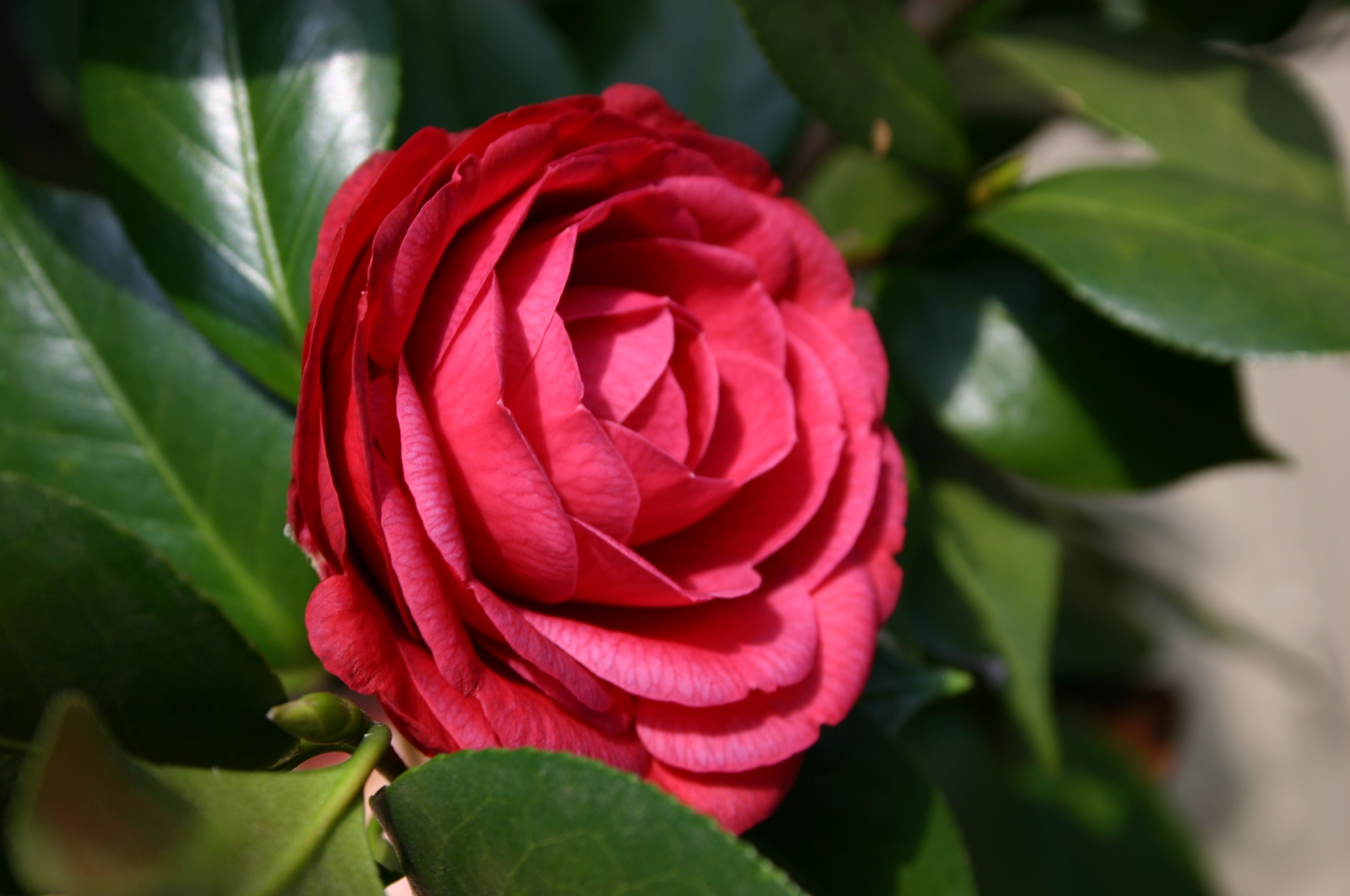 Camellia Bushes – When To Fertilize | Walter Reeves: The Georgia Gardener