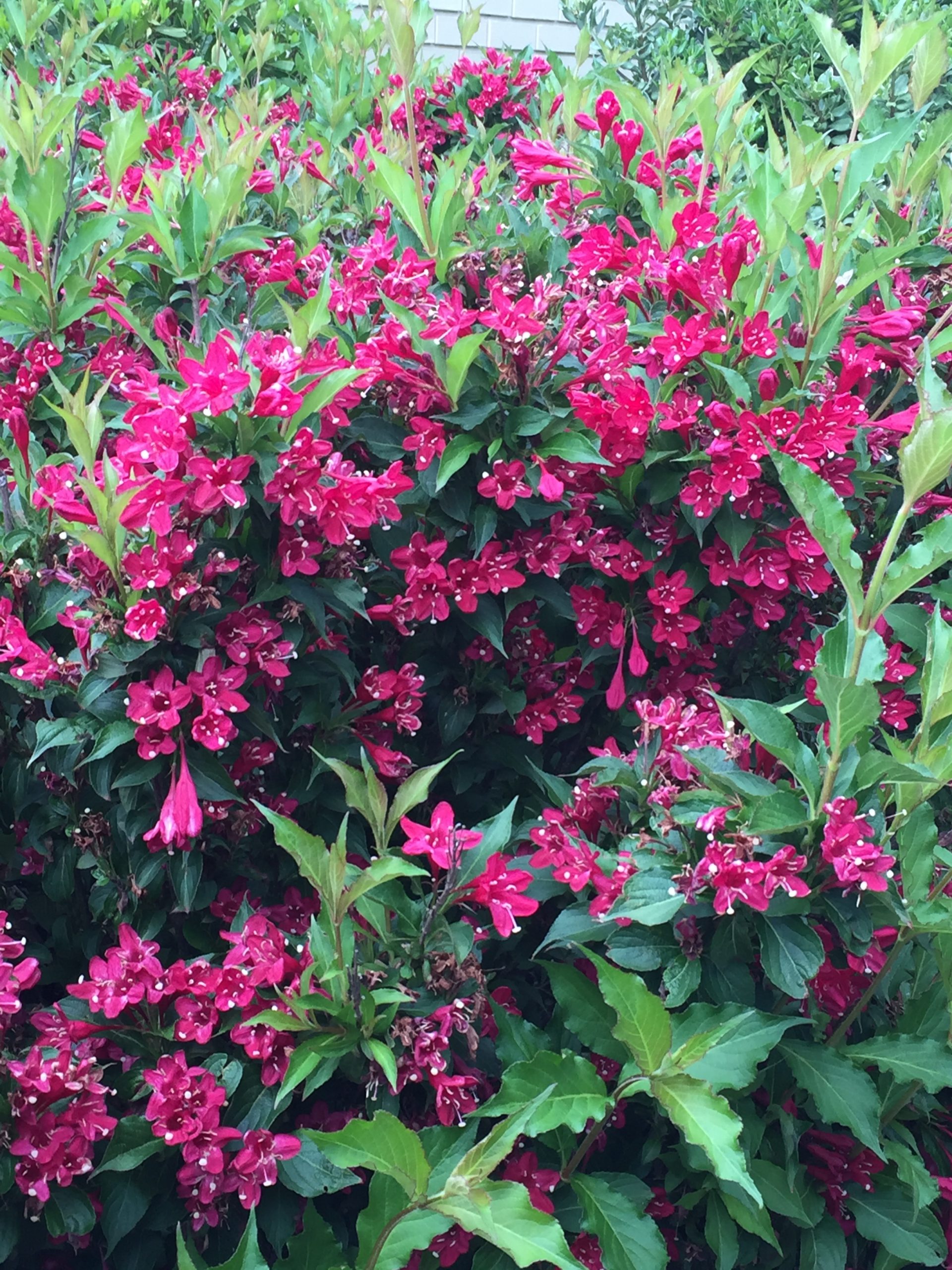 Weigela Java Red