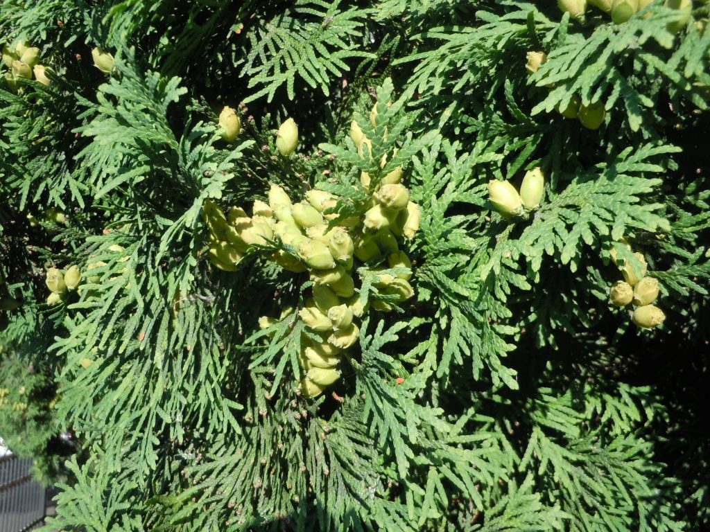 American Pillar Arborvitae – Planting in Frozen Ground | Walter Reeves ...