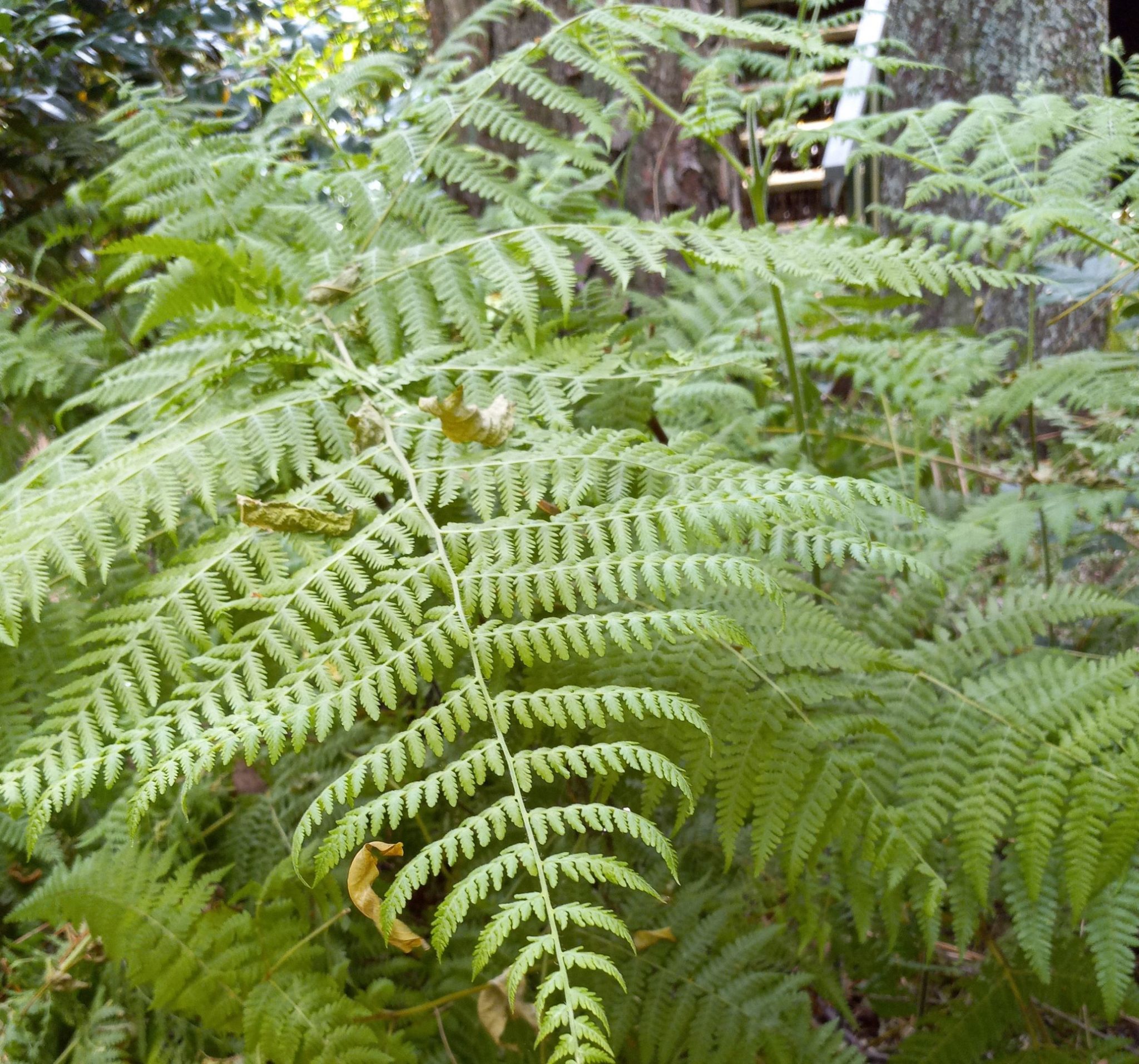 Bracken Fern Identification And Control Walter Reeves The Georgia