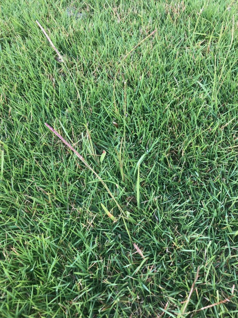 Removing St Augustine from zoysia grass lawn Walter Reeves The